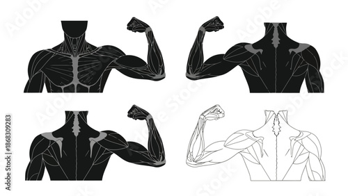 Detailed anatomical illustrations of human muscle groups showcasing upper body strength