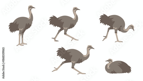 set of vector birds
