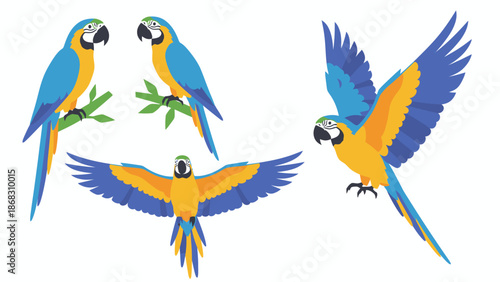 vector illustration of colorful parrot