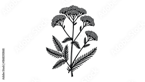 Detailed botanical illustration of yarrow flowers and foliage in black and white