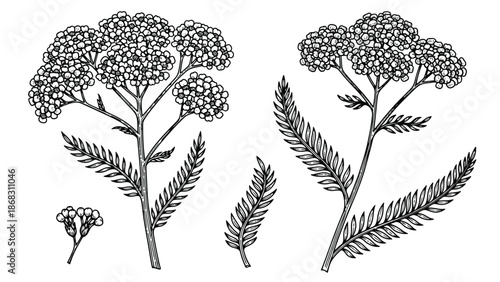 Detailed botanical illustration of yarrow plants with delicate floral clusters