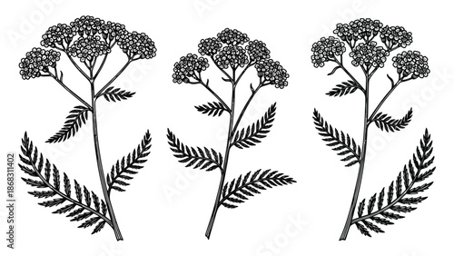 Detailed botanical illustration of yarrow plants with delicate foliage