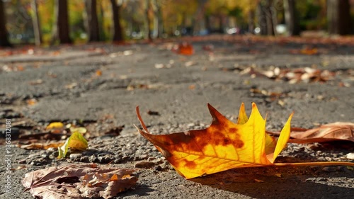 Fallen autumn leaves as a background. A city park on a bright autumn morning, sunlight and shadows, yellow and golden autumn leaves on the trees, beautiful nature.
