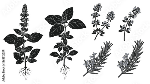 Botanical illustration of various herb species with leaves and stem details