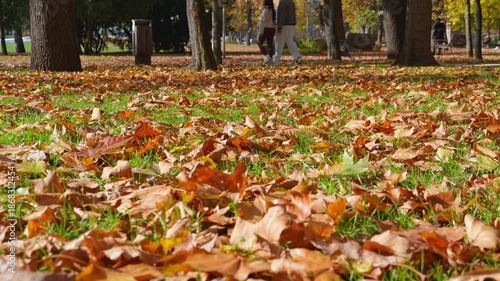 Fallen autumn leaves as a background. A city park on a bright autumn morning, sunlight and shadows, yellow and golden autumn leaves on the trees, beautiful nature.
