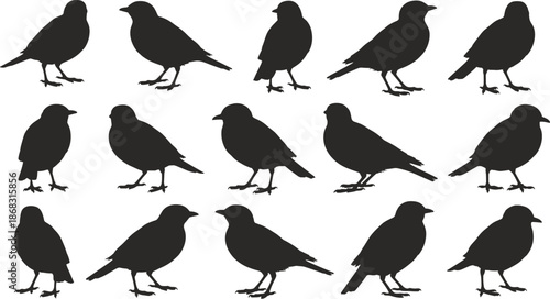 Black crow bird silhouette set, multiple standing poses, isolated avian shapes, minimalist wildlife vector illustration collection on white background