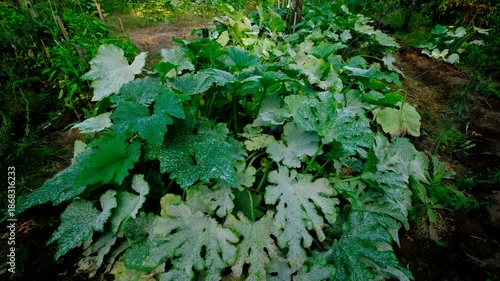 Wallpaper Mural Moving camera closer toward dying zucchini plant showing its leaves covered in massive amount of Powdery Mildew or fungi while growing at the end of gardening season Torontodigital.ca