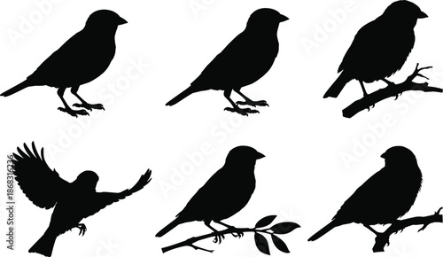 Black small bird silhouette set, perched and flying songbirds in various poses, minimalist wildlife avian collection, isolated vector illustration for design use