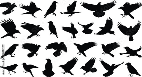 Collection of flying bird silhouettes, black raven and crow poses, wildlife avian shapes set, isolated vector illustration for design, nature concepts