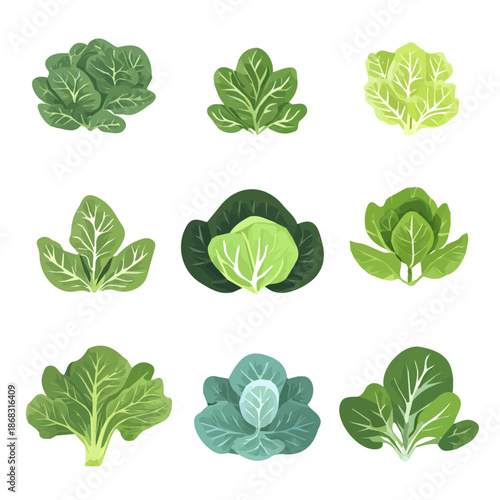 modern element in vector and EPS format, clean vector isolated on a white background, An Icon clipart set, An Imaginary 2D flat icon napa cabbages group set