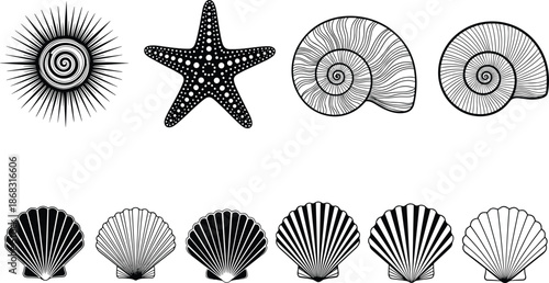 Sea shell collection, starfish and spiral nautilus, marine ocean life vector illustration, beach coastal decor, black and white line art design