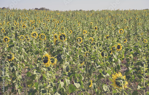 Wide, detailed shot of a vibrant sunflower field creating a dense, natural pattern of yellow and green. Ideal background or texture for designs, agricultural concepts, and nature themes.