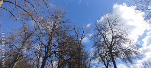 Copas de árboles caducifolios sin hojas bajo un cielo azul brillante con nubes blancas en Burgos, España