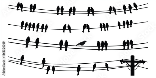 Silhouettes of Birds Perched on Multiple Power Lines Against White Background vector illustration