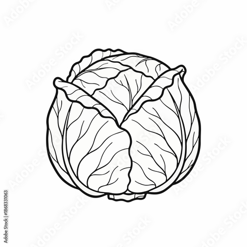 sketch of cabbage