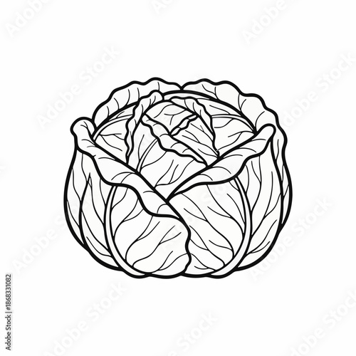 sketch of cabbage