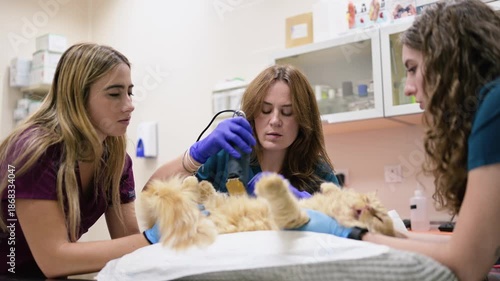 Veterinary team performing ultrasound scan on persian cat