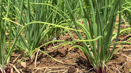 Close view of green onion clusters emerging from soil with visible ground texture and neighboring onion beds forming the background. Soil cultivation.