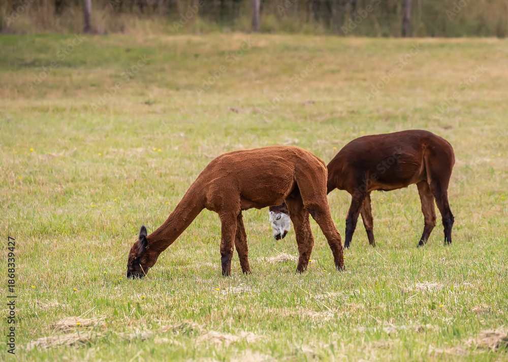 Fototapeta premium Sheared brown Alpacas grazing peacefully on a green rural pasture in natural farm landscape