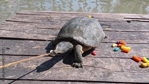  Feeding a banana to a turtle