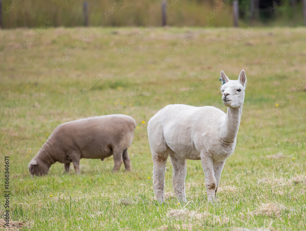 Obraz premium Sheared Alpaca and sheep grazing peacefully on a green rural pasture in natural farm landscape