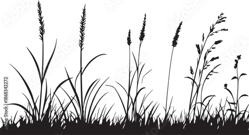 Vector illustration of grass silhouettes across a rural summer field under a blue sky featuring natural growth of wheat and barley crops for an agriculture harvest