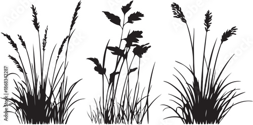 Isolated grass silhouette vector featuring a green meadow plant and wheat crop ear growing in a summer nature field against a white background for agriculture and floral growth