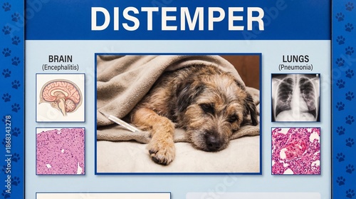 A sick dog with distemper lying on a blanket with medical images of brain encephalitis and lungs pneumonia with veterinary medicine and animal disease