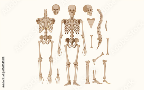 Detailed illustration of human skeletons in various poses and anatomy on a white background