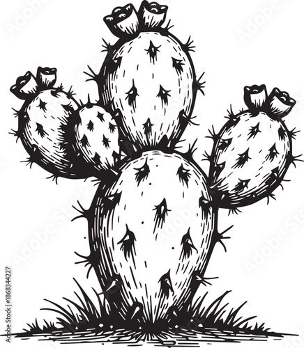 An detailed illustration captures a prickly pear cactus with its distinctive pad-like segments and characteristic spines, offering a close-up botanical view of desert life.