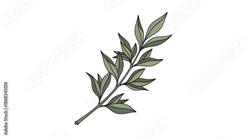 Illustration of a single olive branch with green leaves on a white background