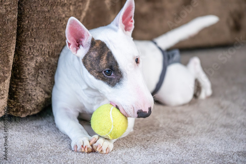 Bull Terrier dog playfully chewing a bright yellow tennis ball on a soft carpet, showcasing a fun and lively atmosphere in a cozy indoor setting
