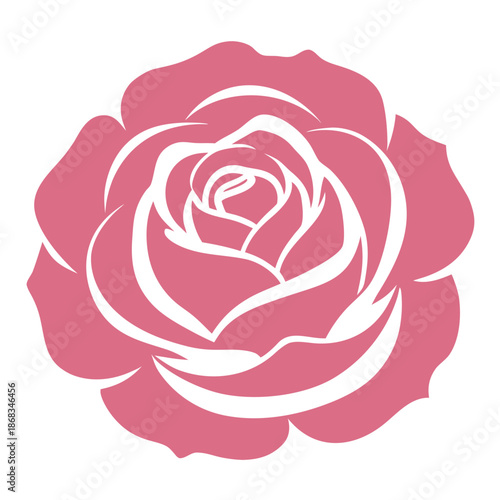 cabbage rose shell pink silhouette on white background 