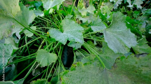 Wallpaper Mural Close up zucchini fruit and moving camera away revealing whole plant and its leaves covered in lot of Powdery Mildew or fungi Torontodigital.ca