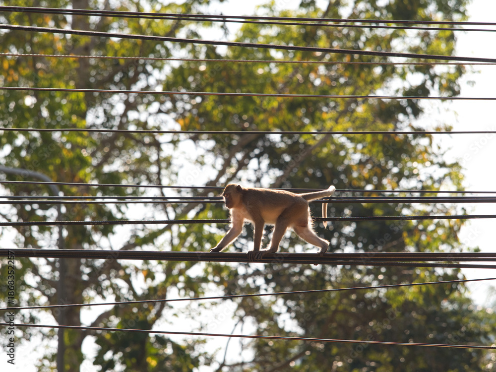 Obraz premium Monkeys climbing on power lines.