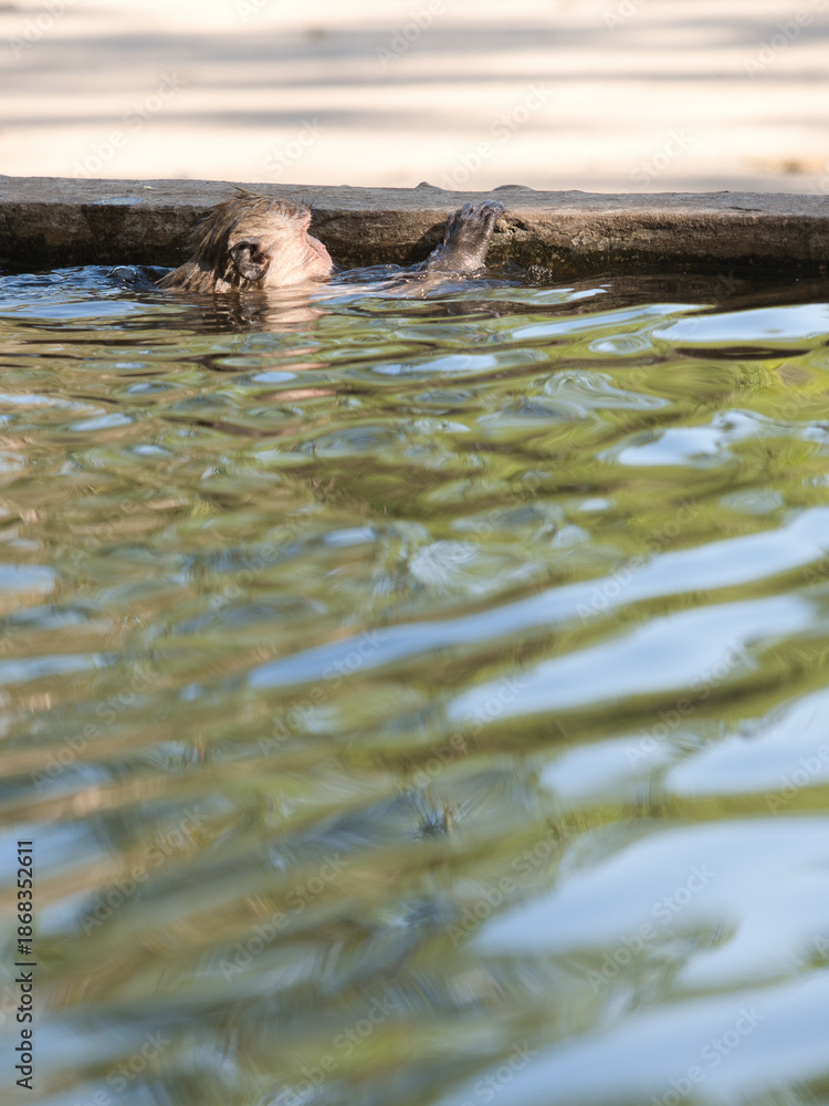 Fototapeta premium Monkeys drink and play in the cement pond.
