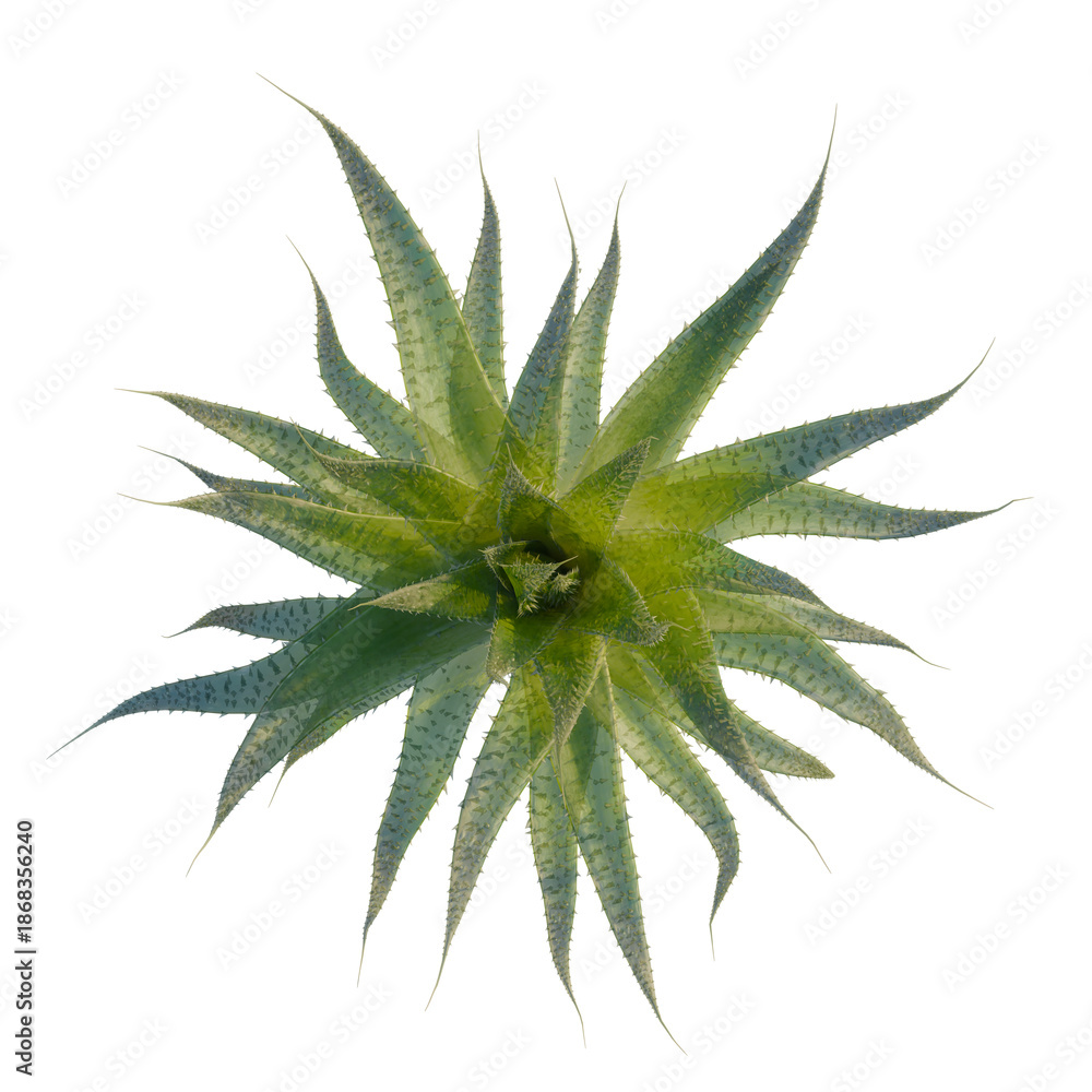 Fototapeta premium Aristaloe aristata tree plan, top view, cutout, isolate, good for architecture visualization, Beautiful succulent plant with sharp green leaves for decoration
