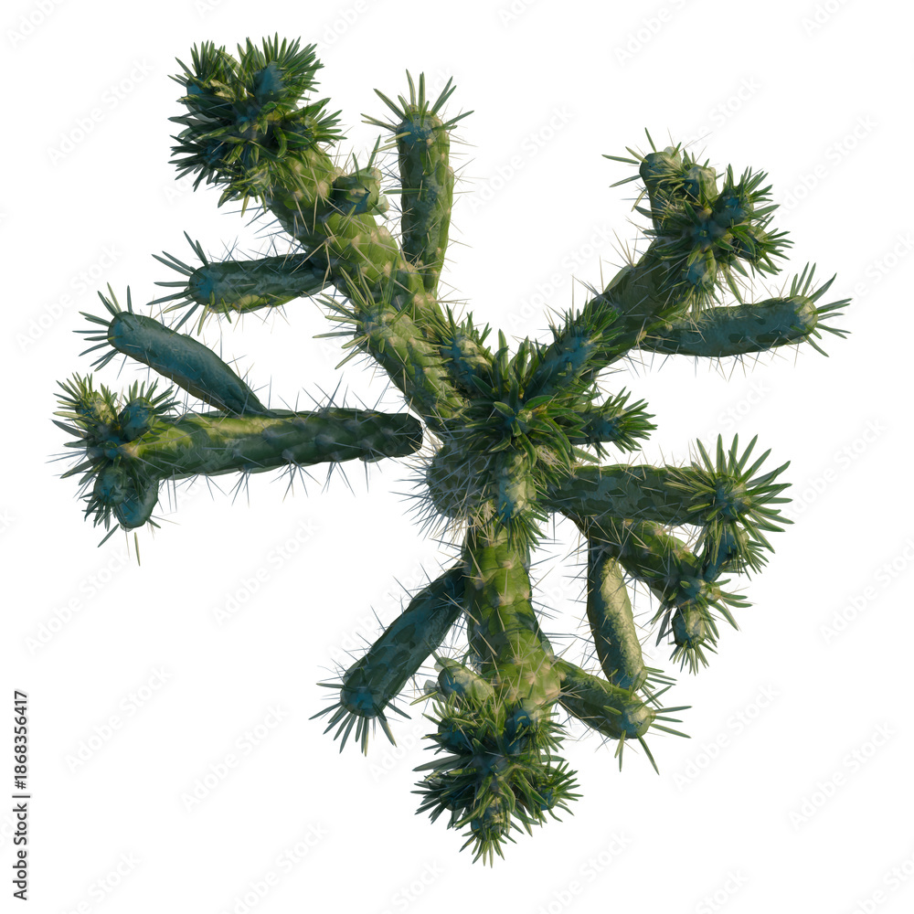 Naklejka premium Austrocylindropuntia subulata tree plan, top view, cutout, isolate, good for architecture visualization, Green cactus with sharp spines on transparent background for design use