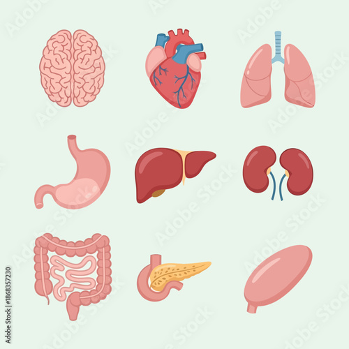 Collection of human organ illustrations including brain, heart, lungs, stomach, liver, kidneys, intestines, pancreas, and spleen