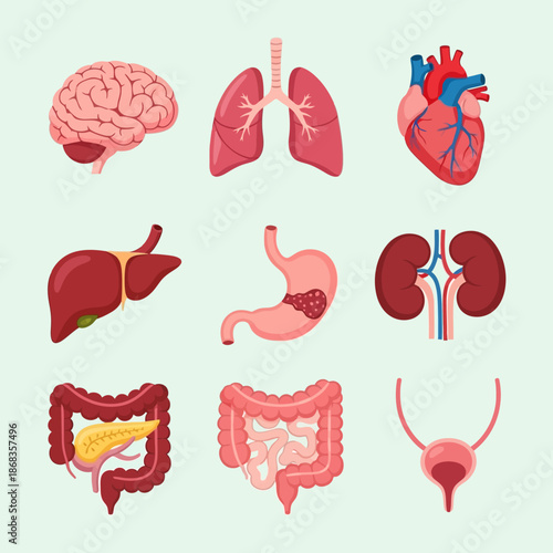 Educational flat design illustrations of key human internal organs brain, heart, lungs, liver, stomach, and kidneys, ideal for anatomy and biology studies