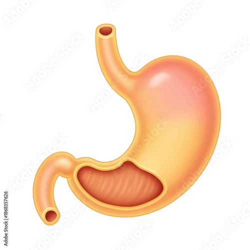Detailed anatomical illustration of the human stomach organ, showcasing its structure within the digestive system, ideal for medical education and health-related content