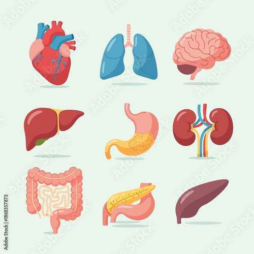 Anatomy and Physiology of Human Organs A Visual Representation of Internal Systems