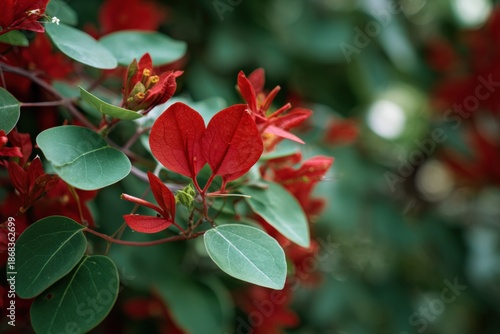 Vibrant red bougainvillea blossoms amidst green foliage on a sunny day