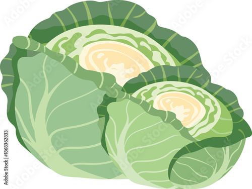 Fresh halved cabbage heads simple vector illustration organic vegetable food healthy eating