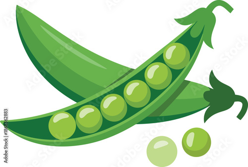 Green pea pods vector illustration with round seeds and open shell isolated on transparent backdrop