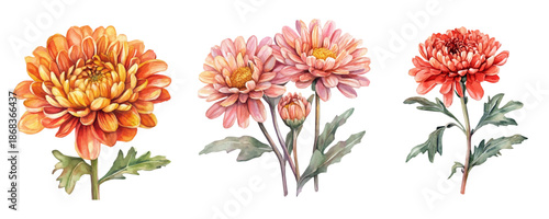 mums flower painting set, Minimal yet artistic elements for creative designs. hand-drawn paint, Simple Illustration, A beautiful painting of mums flower, EPS format, isolated on a white background