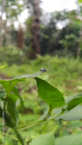 Euryattus bleekeri, known as Bleeker's jumping spider, is a species of spider in the family Salticidae (jumping spiders). 