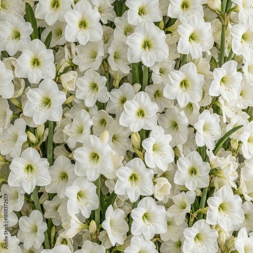 white flowers, white flowers of hippeastrum