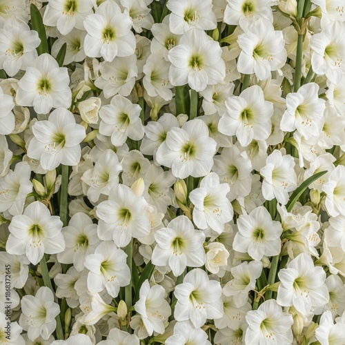 white flowers, white flowers of hippeastrum