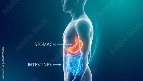 Anatomy of the digestive system highlighting the stomach and intestines. This image provides a clear visualization of internal human anatomy.